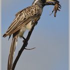 Fette Beute für den Grautoko (Tockus nasutus)