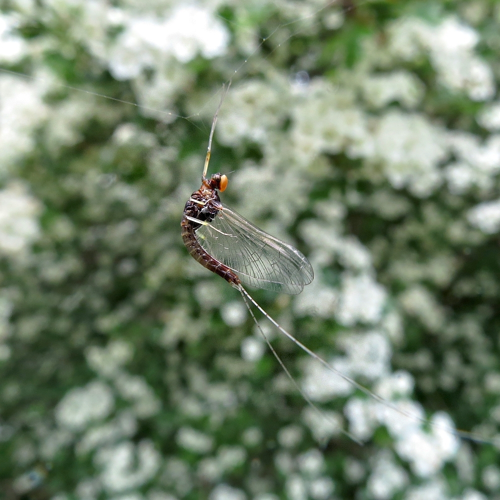 Fette Beute für eine kleine Spinne...