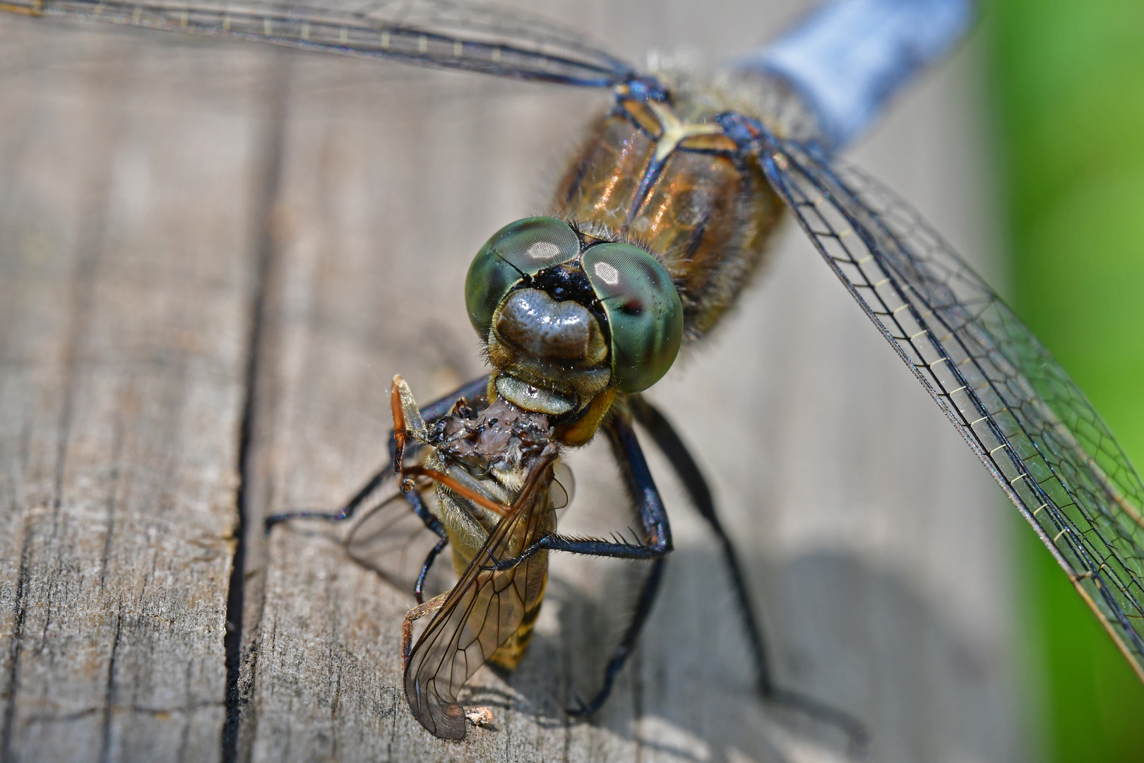 Fette Beute gemacht. Großer Blaufpfeil (Orthetrum cancellatum)