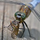 Fette Beute gemacht. Großer Blaufpfeil (Orthetrum cancellatum)