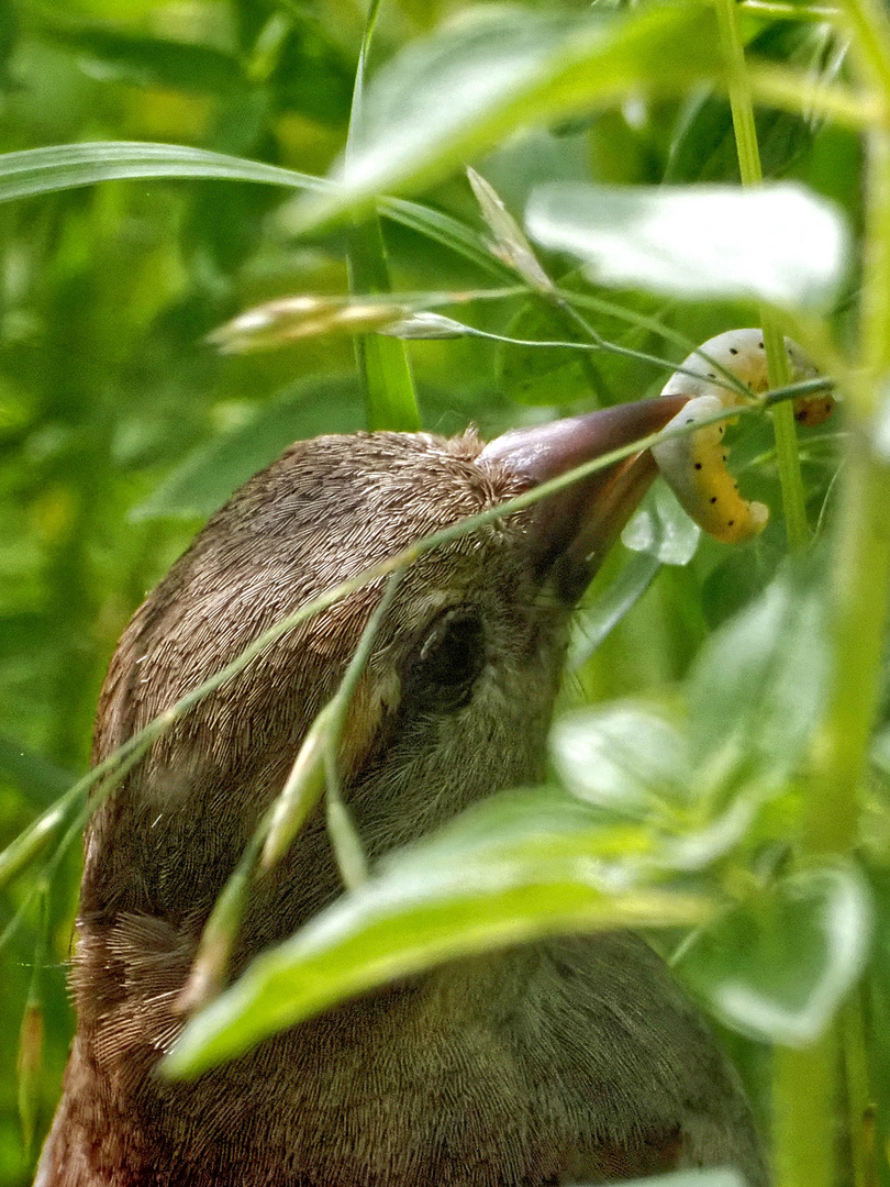 Fette Beute im Wiesendschungel