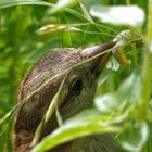 Fette Beute im Wiesendschungel