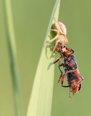 Fette Beute - Xysticus ulmi...