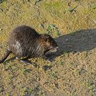 Fette Biberratte (Nutria) beim Abendessen