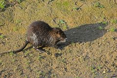 Fette Biberratte (Nutria) beim Abendessen