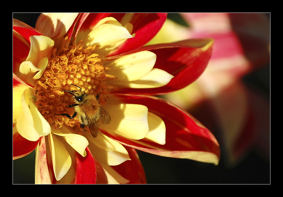 ***Fette Biene oder dünne Hummel?***