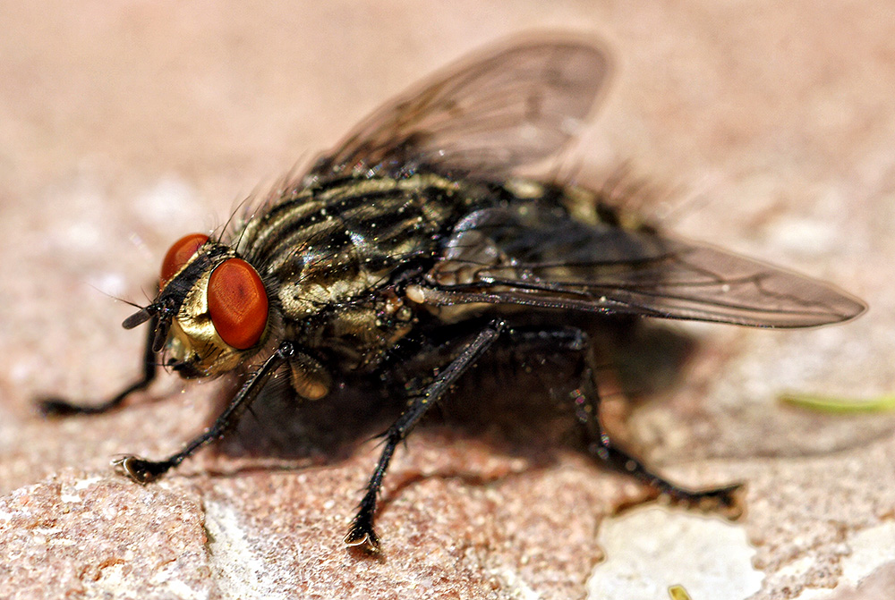 Fette Fliege Foto &amp; Bild tiere, wildlife, insekten Bilder auf