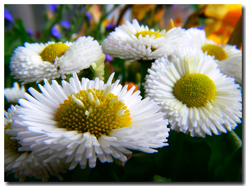 fette Gänseblümchen