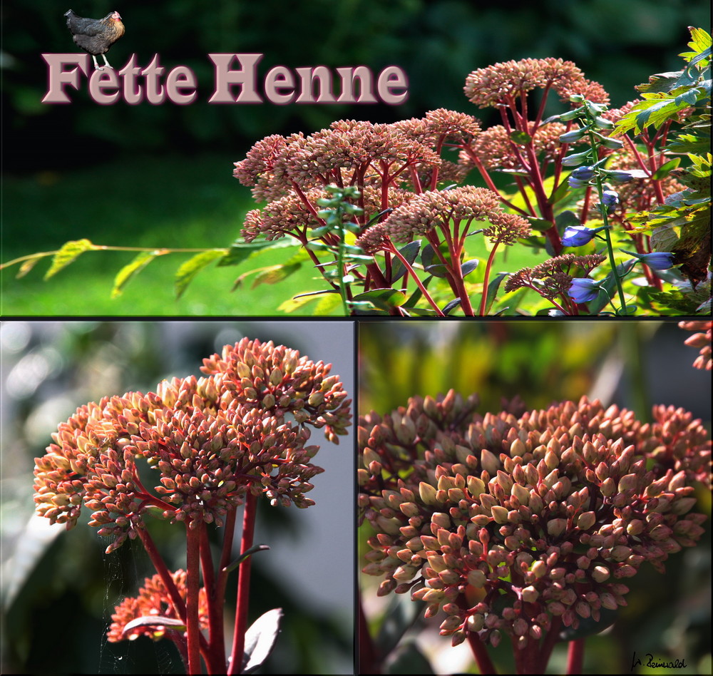 ~ Fette Henne ~