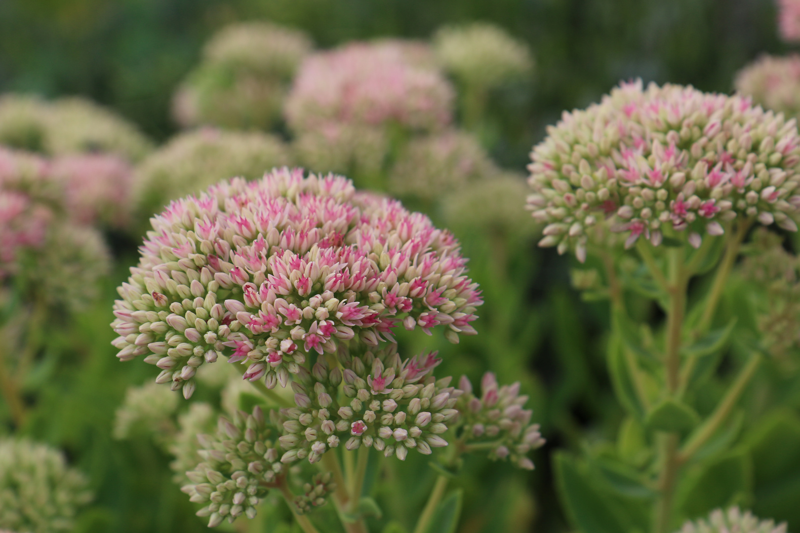 Fette Henne Foto & Bild pflanzen, pilze & flechten, blüten