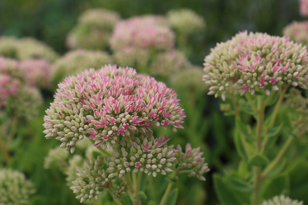 Fette Henne Foto & Bild pflanzen, pilze & flechten, blüten