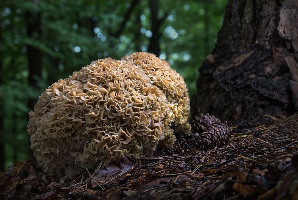 Fette Henne Foto & Bild pflanzen, pilze & flechten, pilze & flechten, pilze Bilder auf