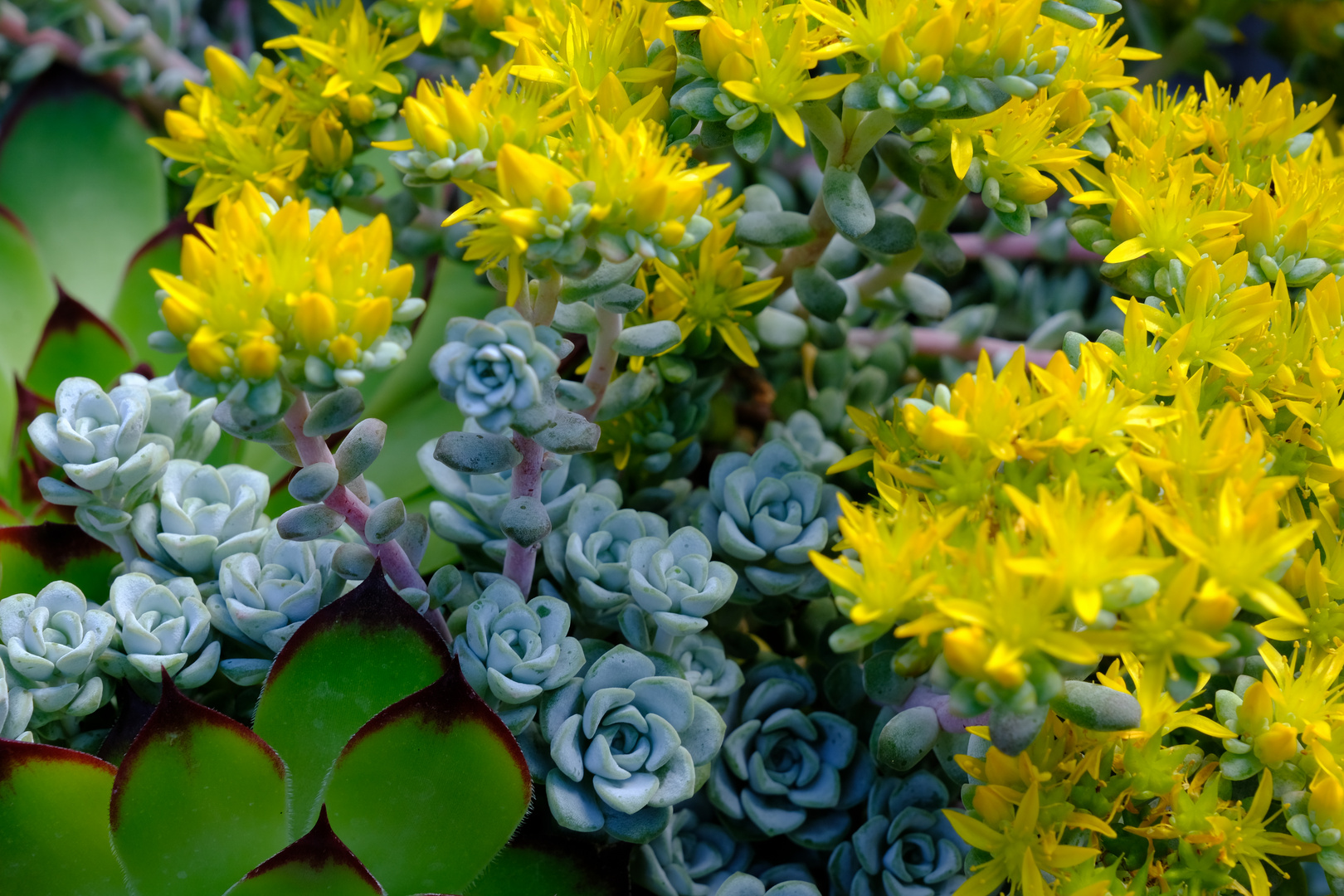Fette Henne Foto &amp; Bild | pflanzen, pilze &amp; flechten, blüten
