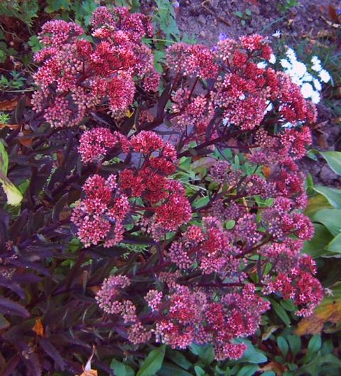 Fette Henne in 'brombeer' farbend