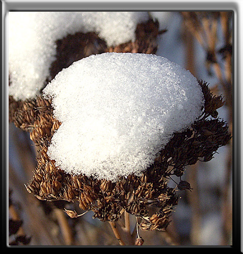 Fette Henne mit Schnee