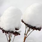 "fette Henne" mit Schneemütze