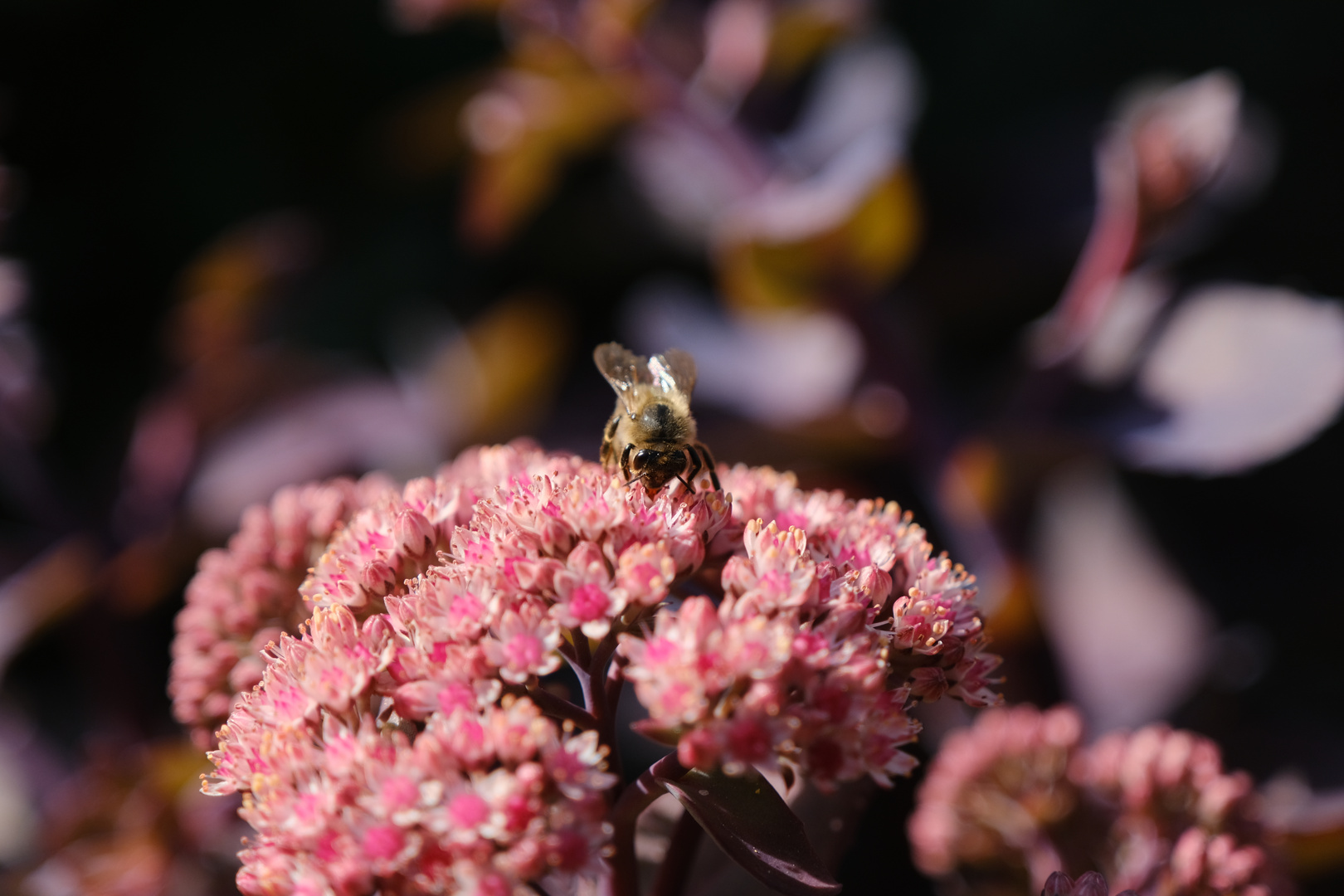 Fette Henne und schlanke Biene