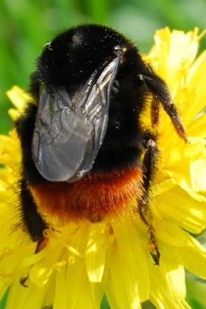 Fette Hummel auf Butterblume