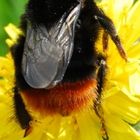 Fette Hummel auf Butterblume