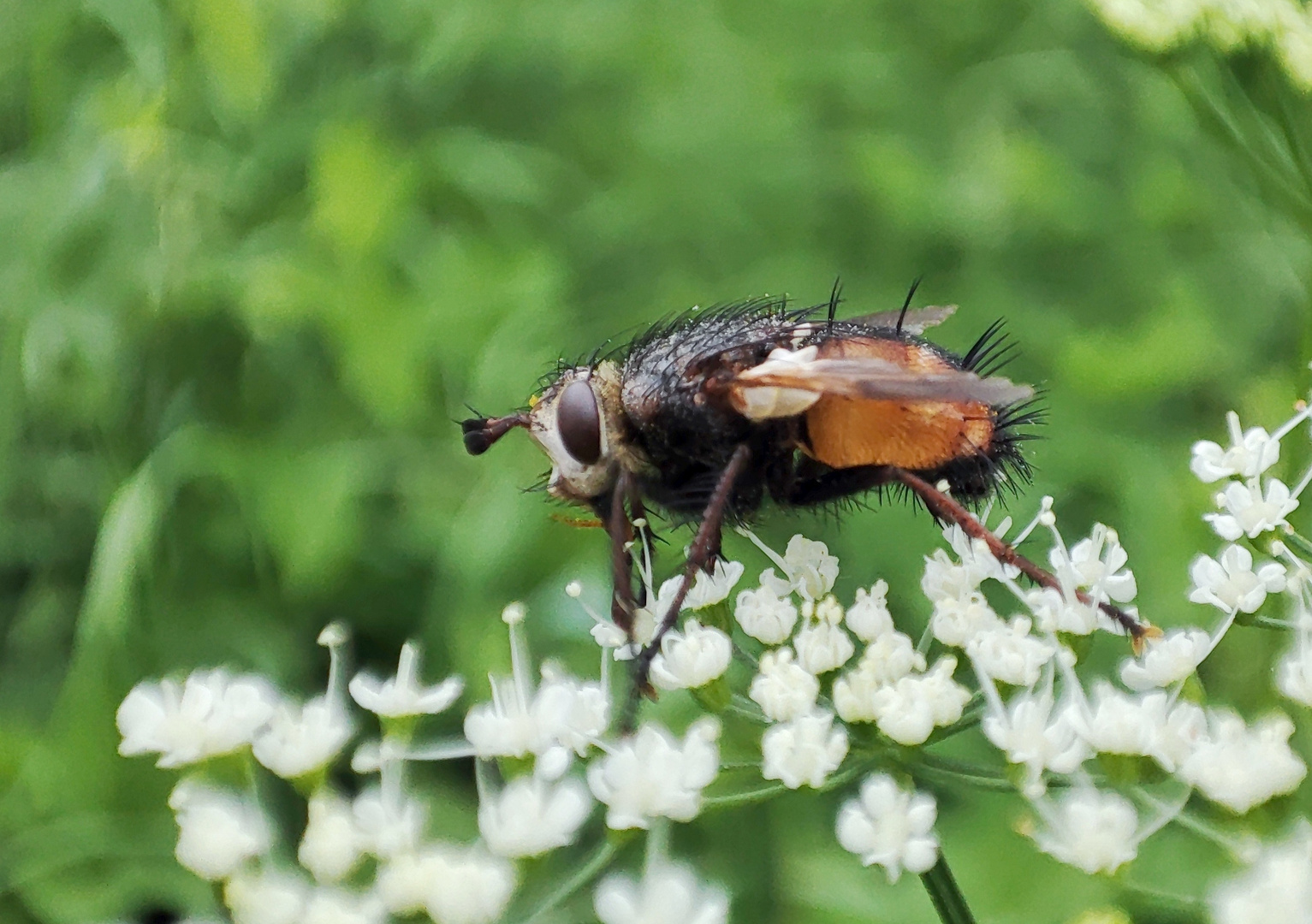  Fette  Igel-Fliege 