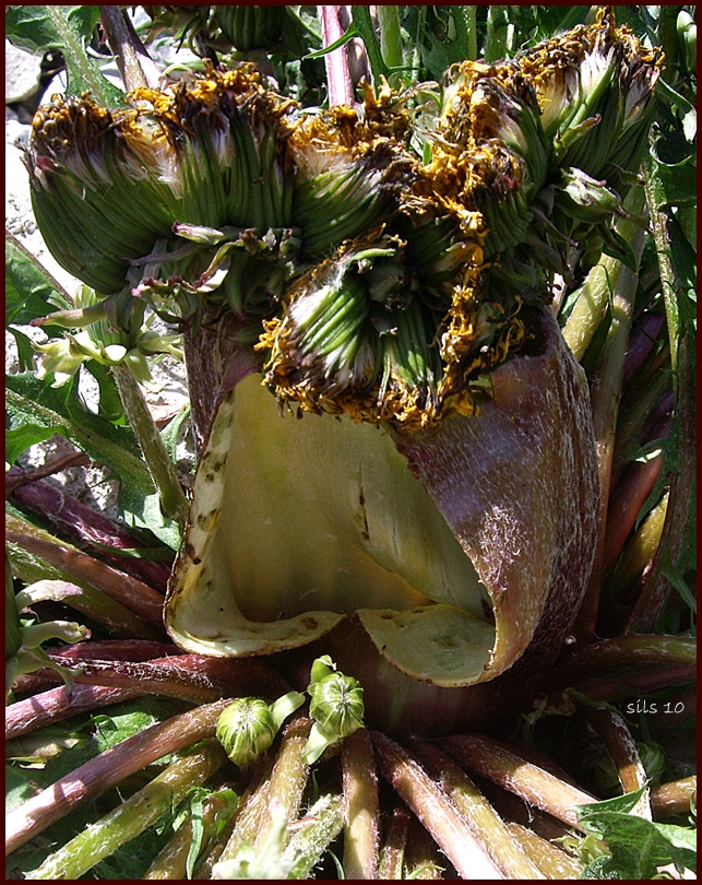 fette löwenzahnblüte