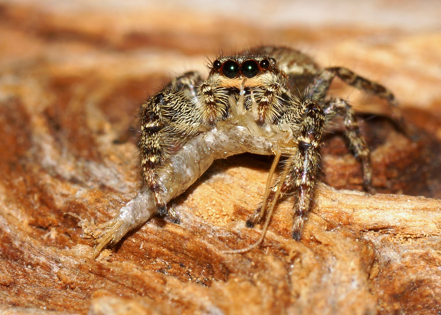 Fette Mahlzeit für die Rinden-Springspinne