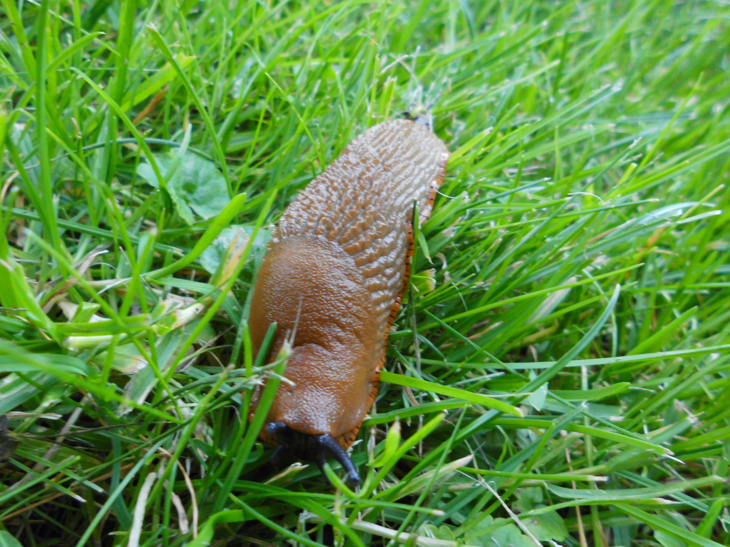 fette Nacktschnecke