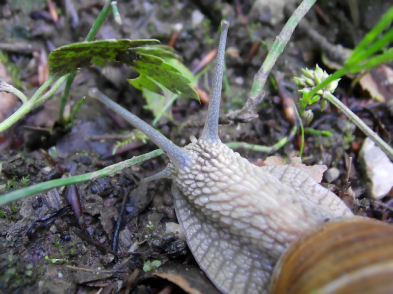 fette Schnecke