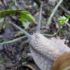 fette Schnecke