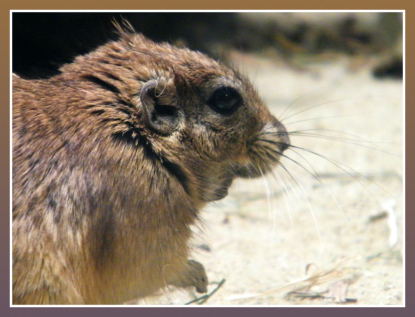 Fette Wüstenratte