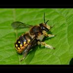 fetter, neuer, toller Brummer - Die Grosse Wollbiene