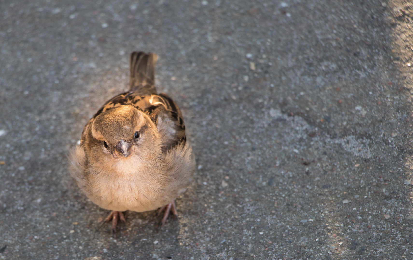 Fetter Spatz im Zoo