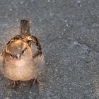 Fetter Spatz im Zoo