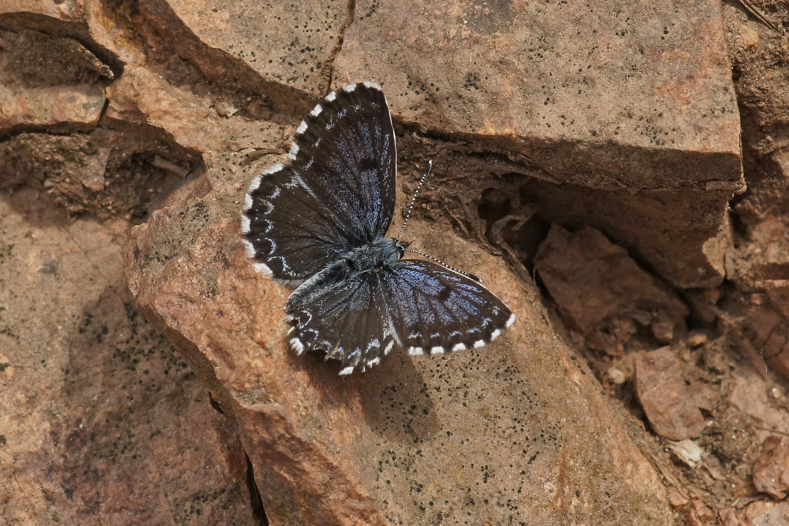 Fetthenne-Bläuling (Scolitantides orion), Männchen