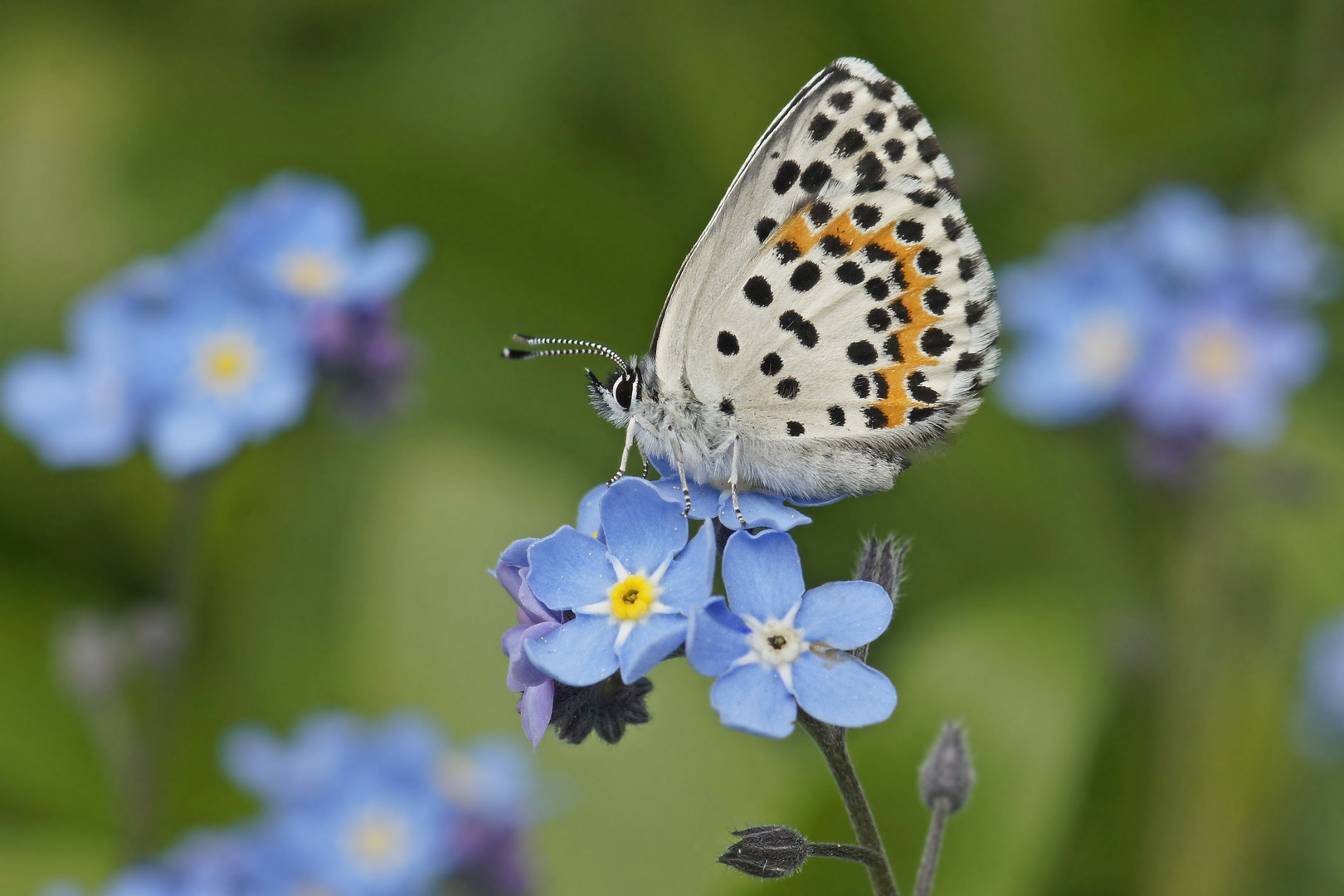 Fetthenne-Bläuling (Scolitantides orion), Weibchen