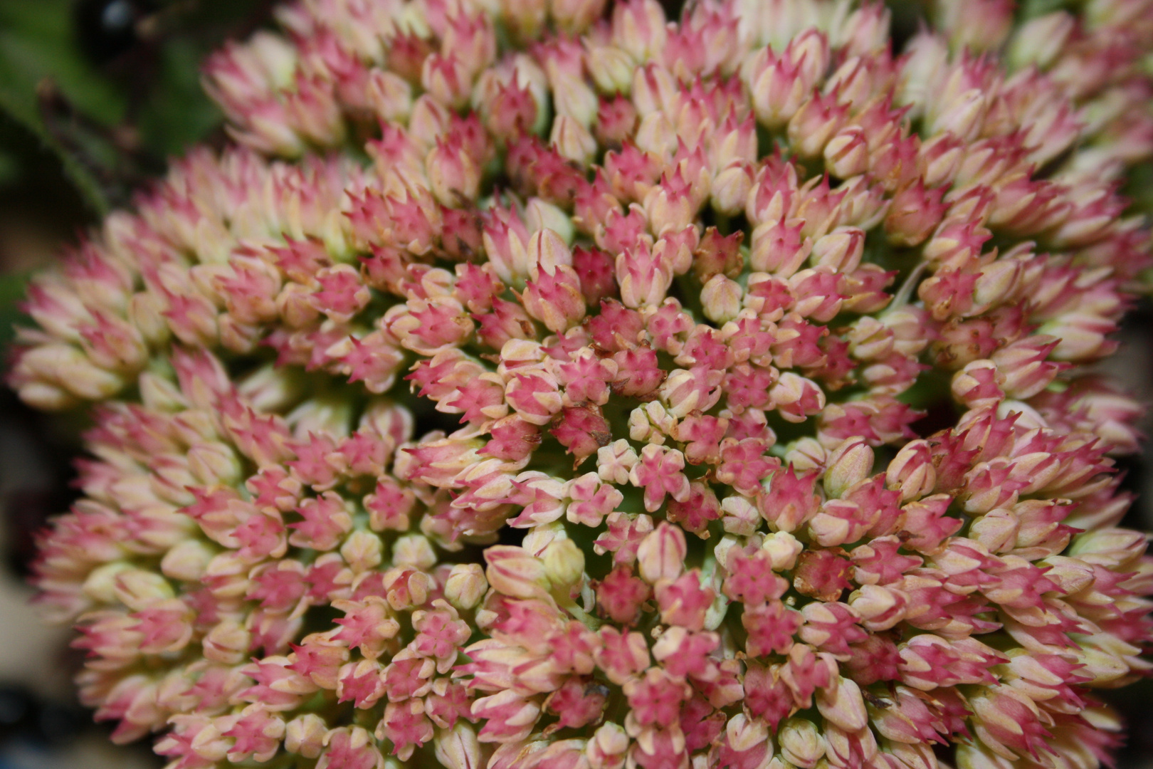 Fetthenne - Blüte