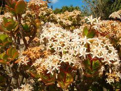 Fetthenne en flor