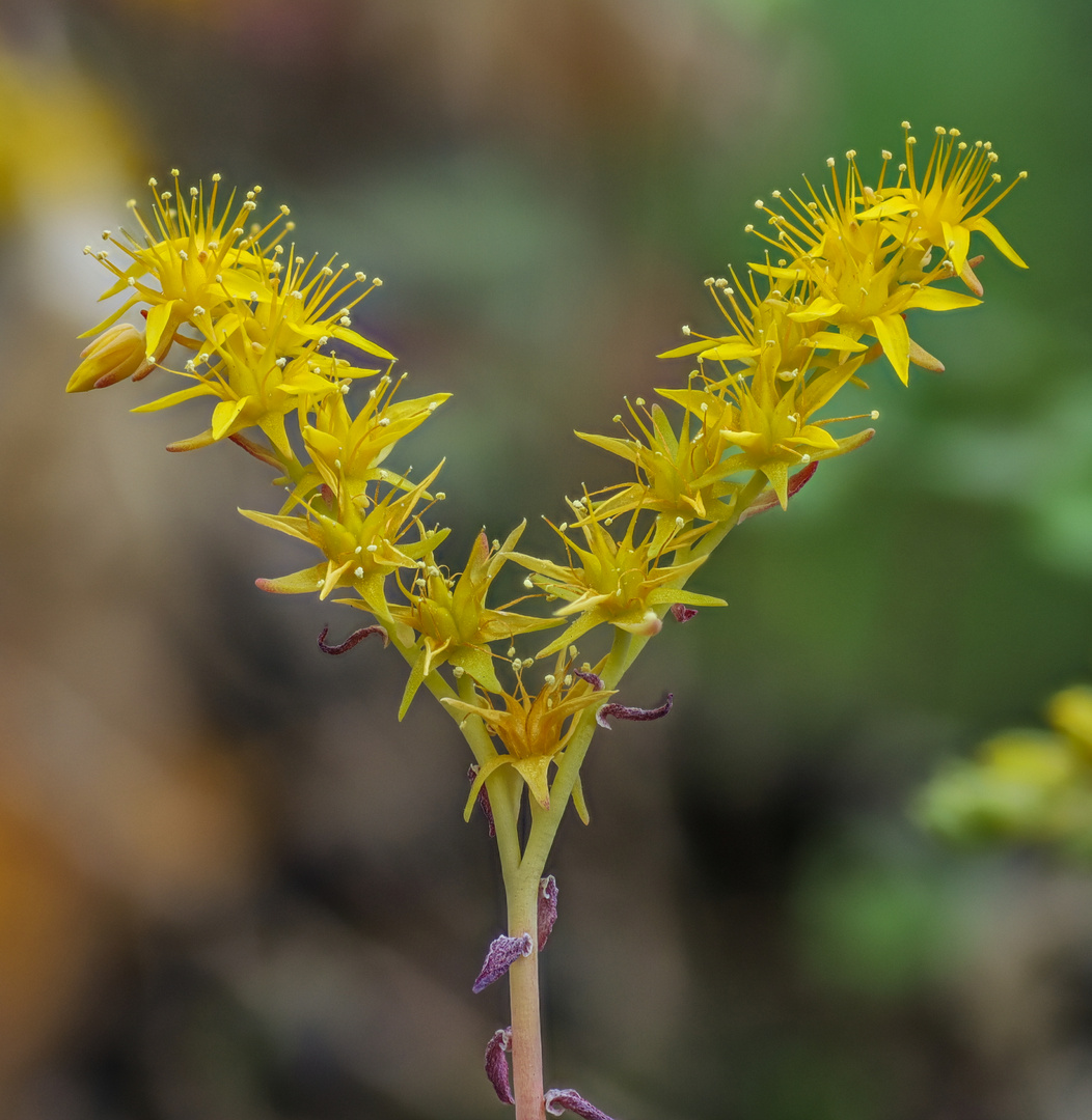 Fetthenne „Sedum Palmeri“