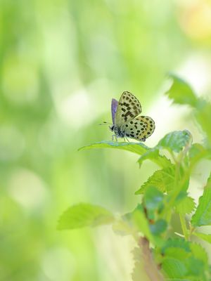 Fetthennen-Bläuling