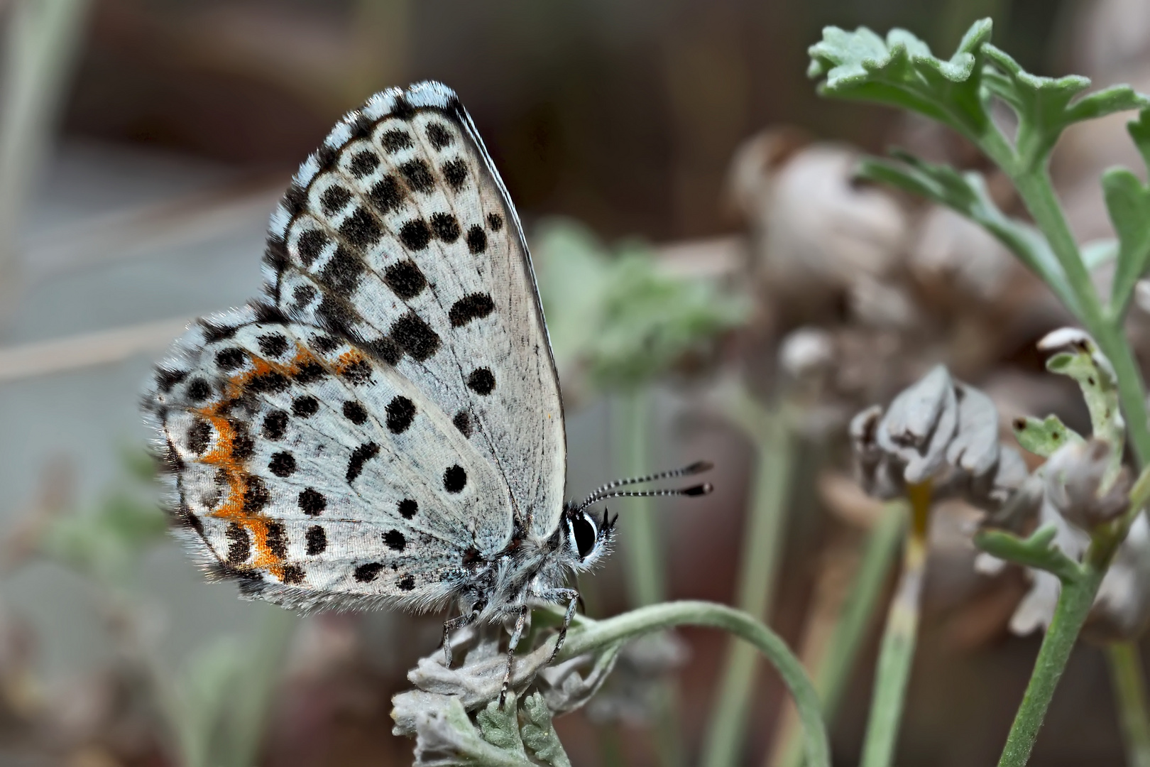 Fetthennen-Bläuling (Scolitantides orion) - Azuré des orpins.