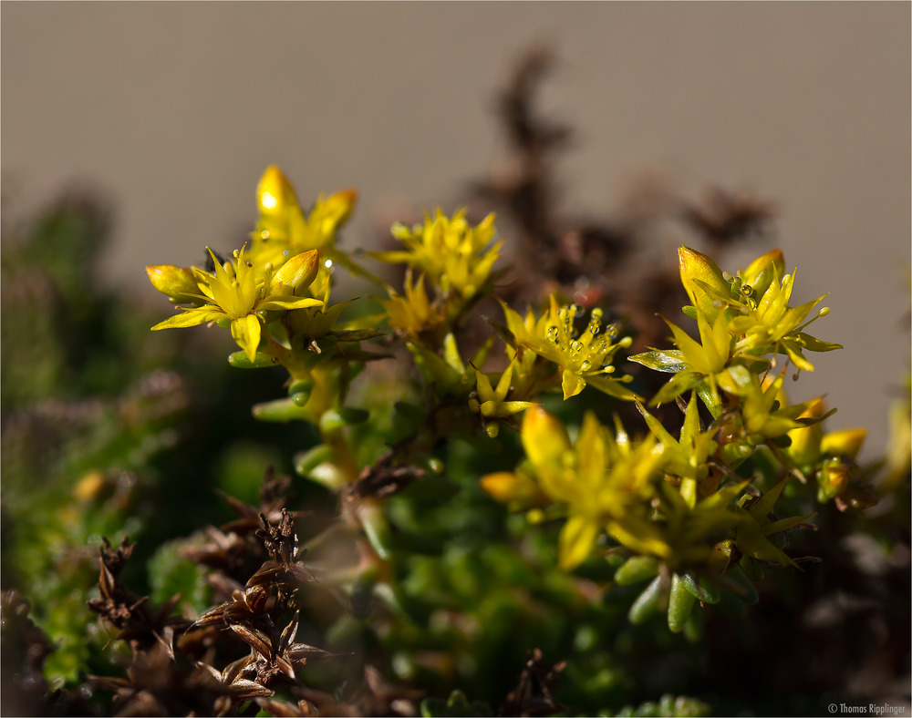 Fetthennen (Sedum), auch Mauerpfeffer ..