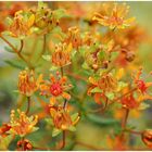 Fetthennen-Steinbrech (Saxifraga aizoides) in Norwegen ........