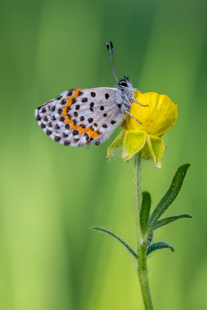 Fetthennenbläuling auf Hahnenfuß | chequered blue