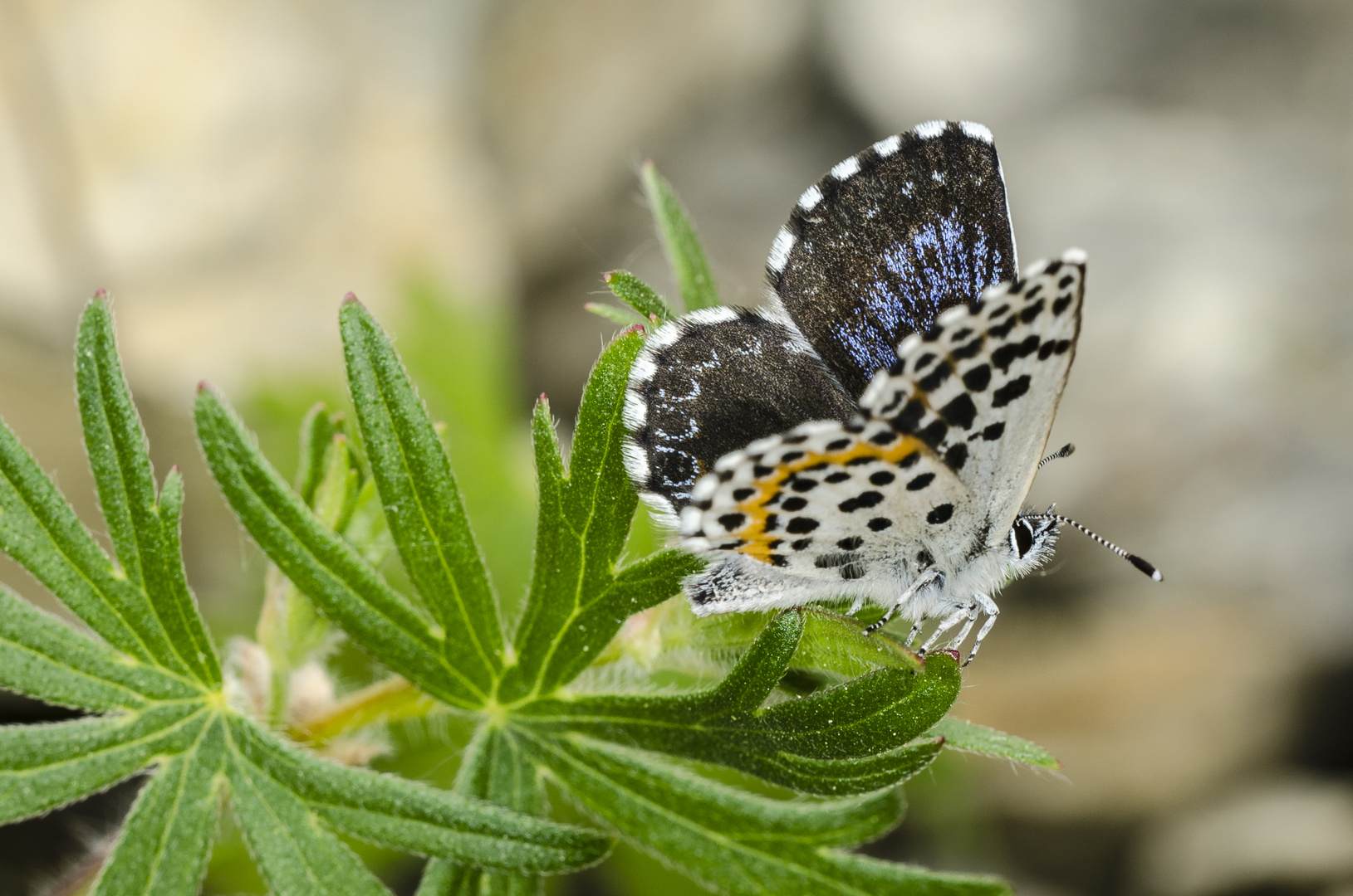 Fetthennenbläuling (Scolitantides orion)