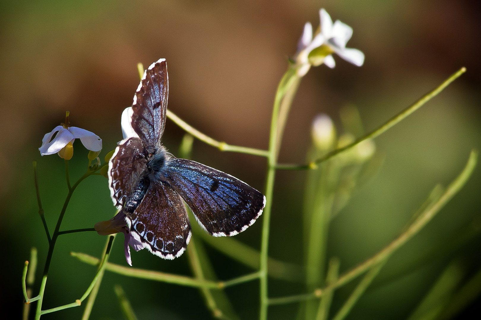 Fetthennenbläuling (Scolitantides orion)