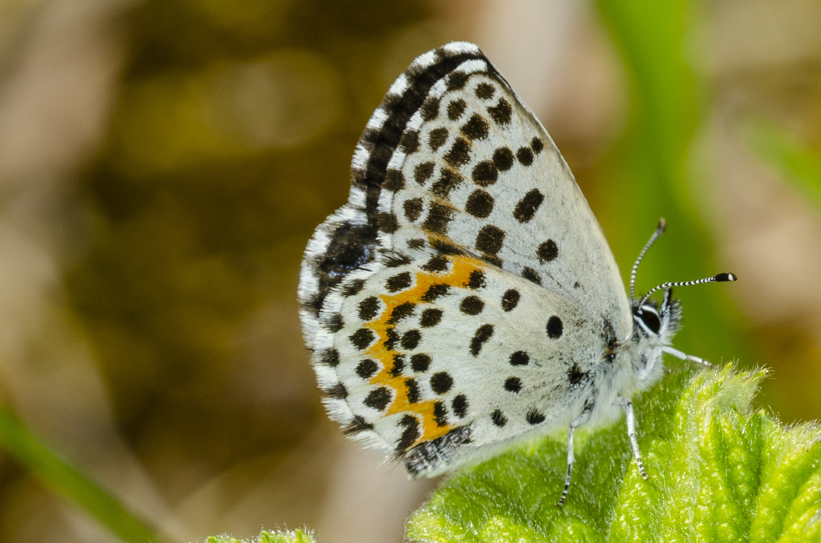 Fetthennenbläuling (Scolitantides orion)