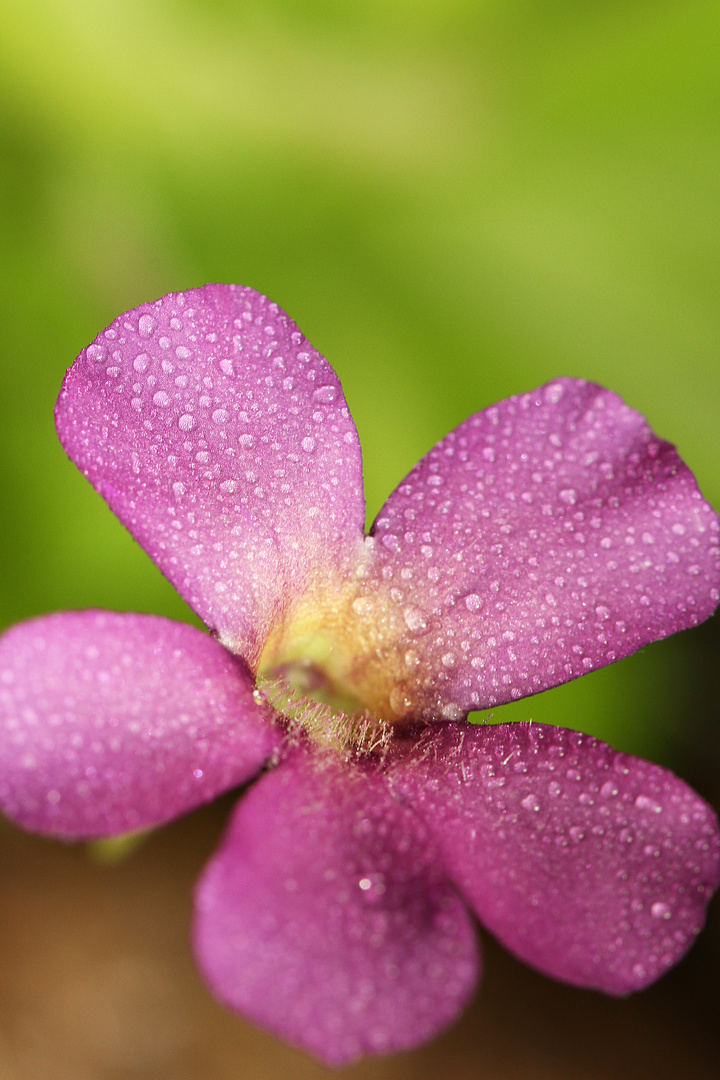 Fettkraut Blüte