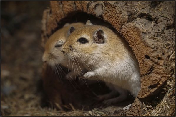 Fettschwanz-Rennmaus Fettschwanz-Rennmaus