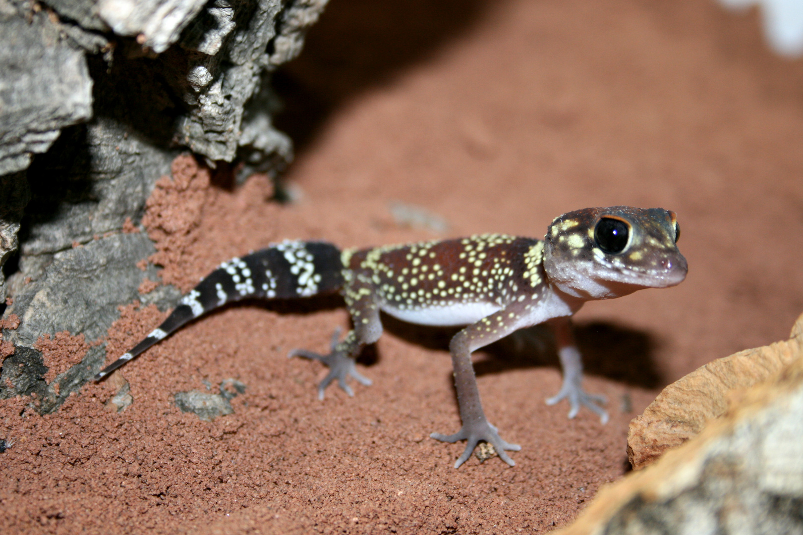 Fettschwanzgecko