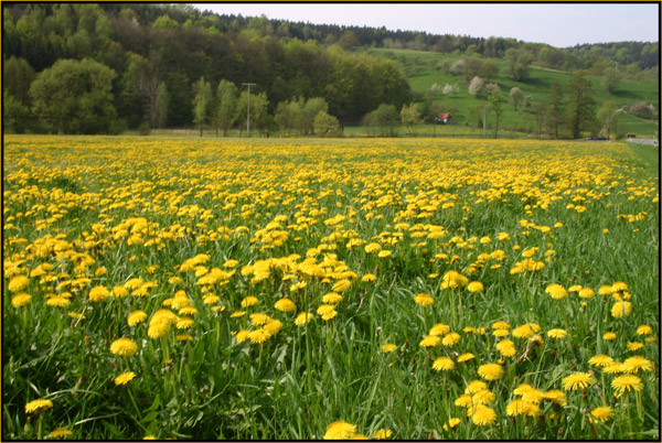 Fettwiese.. gut für die Bienen